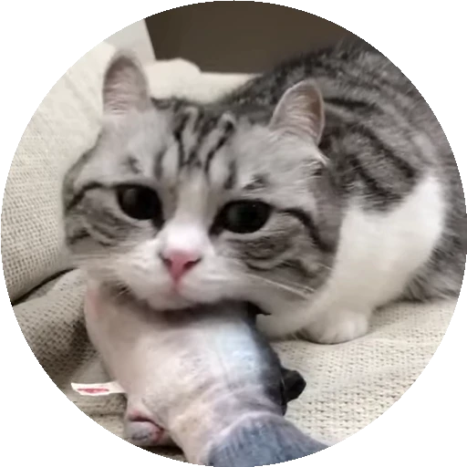 😺 Стикер «RoundKomaru» для Telegram