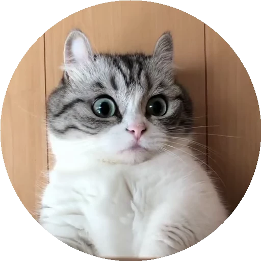 😺 Стикер «RoundKomaru» для Telegram