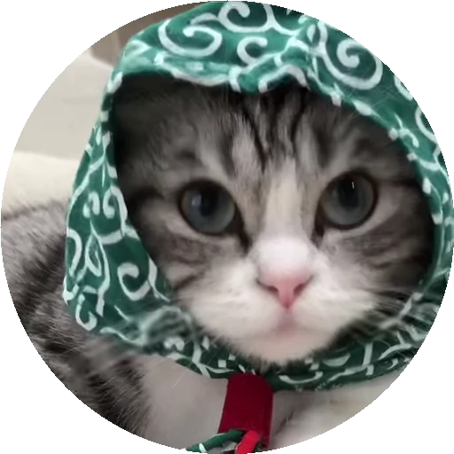 👵 Стикер «RoundKomaru» для Telegram