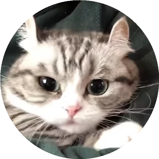 😟 Стикер «RoundKomaru» для Telegram