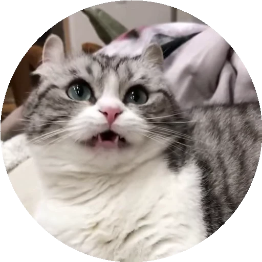 🥜 Стикер «RoundKomaru» для Telegram