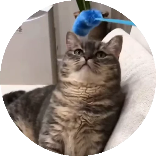 😺 Стикер «RoundKomaru» для Telegram