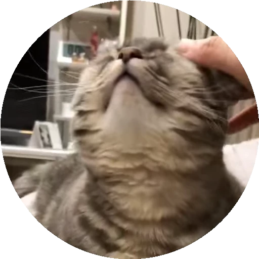 😺 Стикер «RoundKomaru» для Telegram