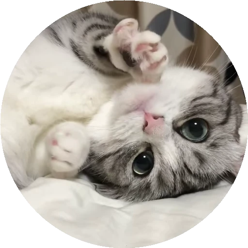 😺 Стикер «RoundKomaru» для Telegram