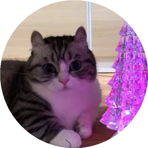 🌲 Стикер «RoundKomaru» для Telegram