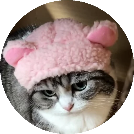 😺 Стикер «RoundKomaru» для Telegram