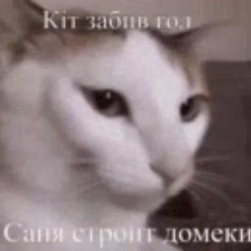 😼 Стикер «Royal Family names» для Telegram