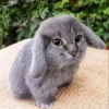 Стикер 36 Рандом Гифки