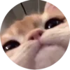 Стикер 56 🐱🐱 random emoji