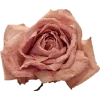 🫥 Эмодзи «Rotten core» для Telegram
