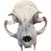 🫥 Эмодзи «Rotten core» для Telegram