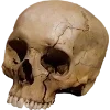 🫥 Эмодзи «Rotten core» для Telegram