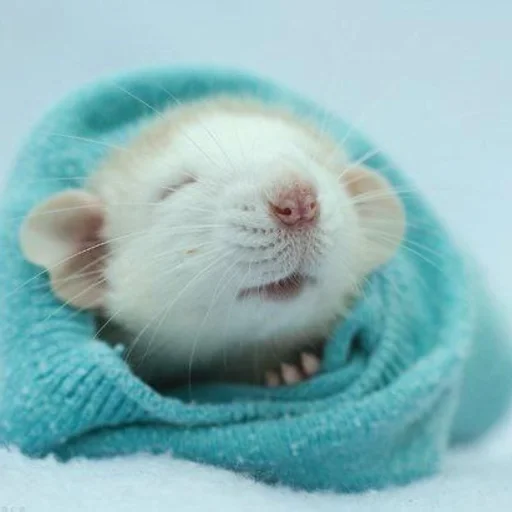🐀 Стикер «˗ˋˏ ʀᴀᴛs ˎˊ-» для Telegram