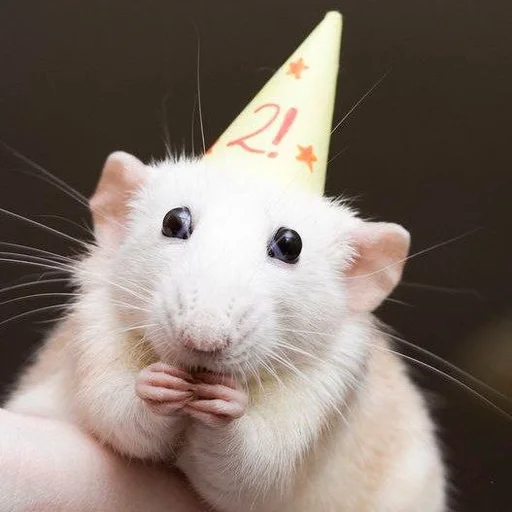 🐀 Стикер «˗ˋˏ ʀᴀᴛs ˎˊ-» для Telegram