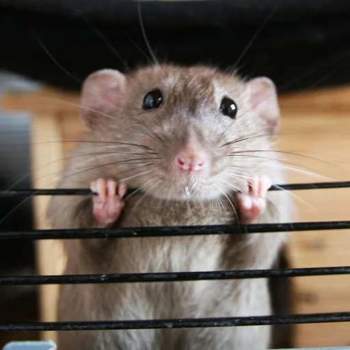 🐀 Стикер «˗ˋˏ ʀᴀᴛs ˎˊ-» для Telegram