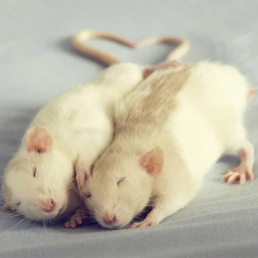 🐀 Стикер «˗ˋˏ ʀᴀᴛs ˎˊ-» для Telegram