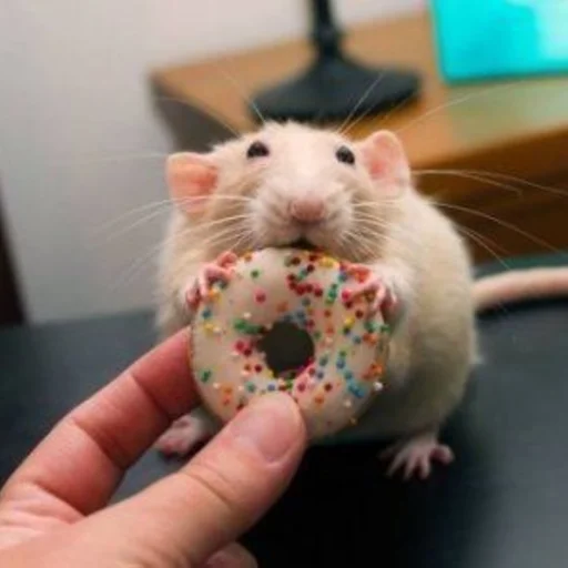🐀 Стикер «˗ˋˏ ʀᴀᴛs ˎˊ-» для Telegram