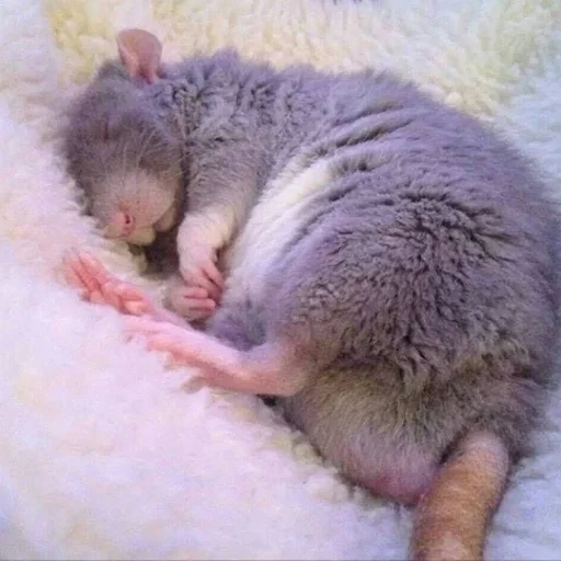 🐀 Стикер «˗ˋˏ ʀᴀᴛs ˎˊ-» для Telegram
