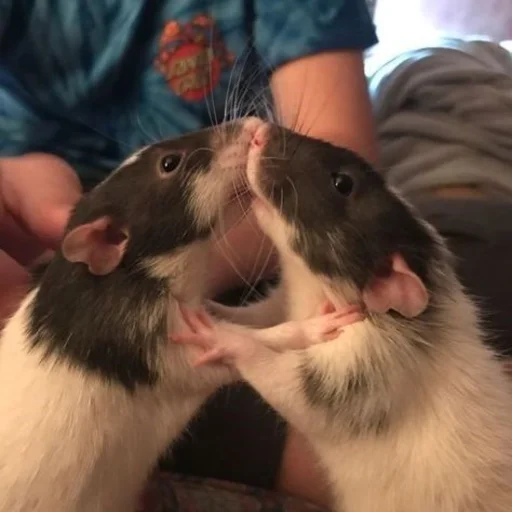 🐀 Стикер «˗ˋˏ ʀᴀᴛs ˎˊ-» для Telegram