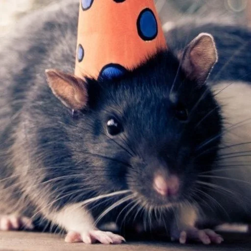 🐀 Стикер «˗ˋˏ ʀᴀᴛs ˎˊ-» для Telegram