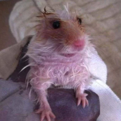 🐀 Стикер «˗ˋˏ ʀᴀᴛs ˎˊ-» для Telegram