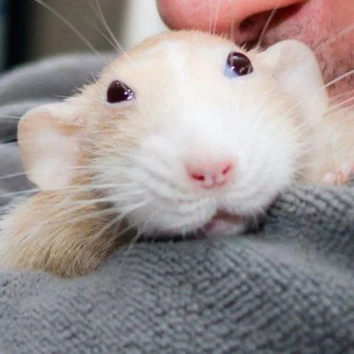 🐀 Стикер «˗ˋˏ ʀᴀᴛs ˎˊ-» для Telegram