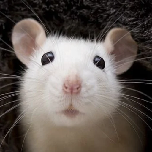 🐀 Стикер «˗ˋˏ ʀᴀᴛs ˎˊ-» для Telegram
