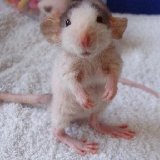 🐀 Стикер «˗ˋˏ ʀᴀᴛs ˎˊ-» для Telegram