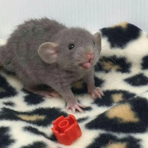 🐀 Стикер «˗ˋˏ ʀᴀᴛs ˎˊ-» для Telegram