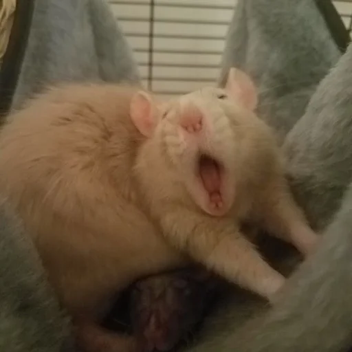 🐀 Стикер «˗ˋˏ ʀᴀᴛs ˎˊ-» для Telegram