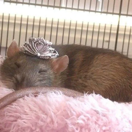 🐀 Стикер «˗ˋˏ ʀᴀᴛs ˎˊ-» для Telegram