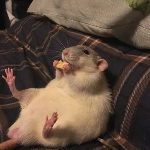 🐀 Стикер «˗ˋˏ ʀᴀᴛs ˎˊ-» для Telegram