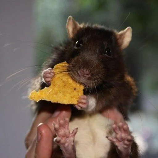 🐀 Стикер «˗ˋˏ ʀᴀᴛs ˎˊ-» для Telegram