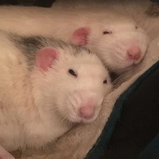 🐀 Стикер «˗ˋˏ ʀᴀᴛs ˎˊ-» для Telegram