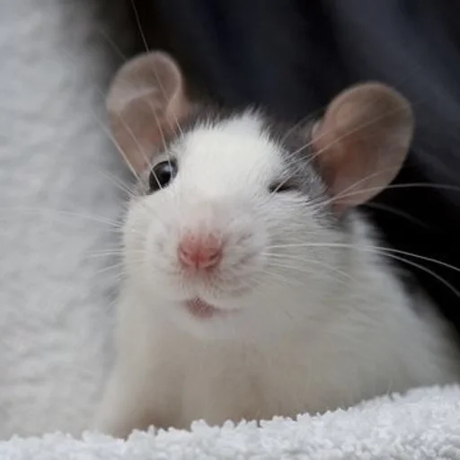 🐀 Стикер «˗ˋˏ ʀᴀᴛs ˎˊ-» для Telegram