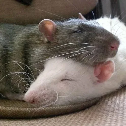 🐀 Стикер «˗ˋˏ ʀᴀᴛs ˎˊ-» для Telegram