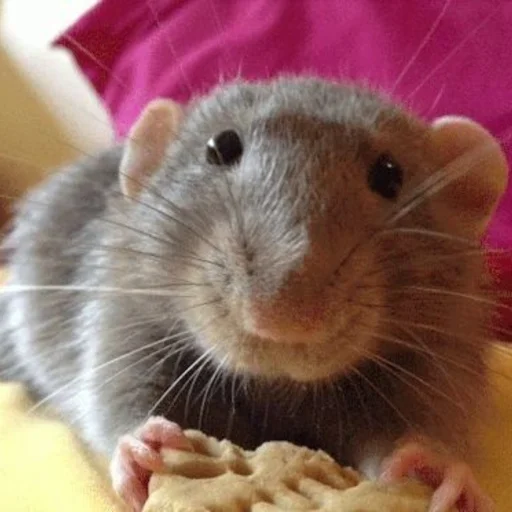 🐀 Стикер «˗ˋˏ ʀᴀᴛs ˎˊ-» для Telegram