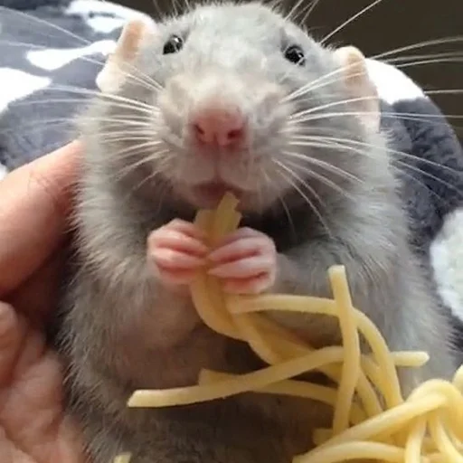 🐀 Стикер «˗ˋˏ ʀᴀᴛs ˎˊ-» для Telegram