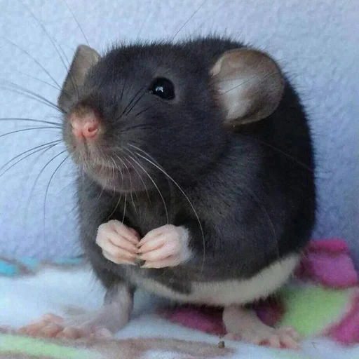 🐀 Стикер «˗ˋˏ ʀᴀᴛs ˎˊ-» для Telegram