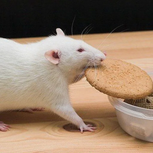 🐀 Стикер «˗ˋˏ ʀᴀᴛs ˎˊ-» для Telegram