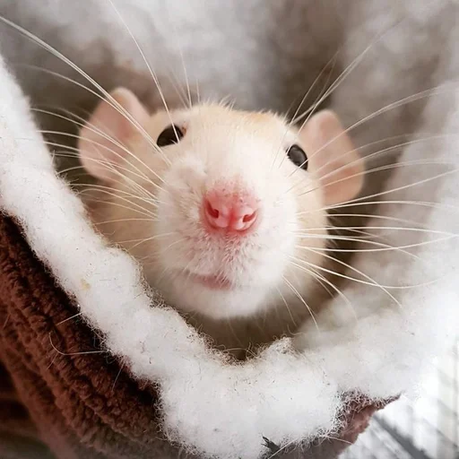 🐀 Стикер «˗ˋˏ ʀᴀᴛs ˎˊ-» для Telegram
