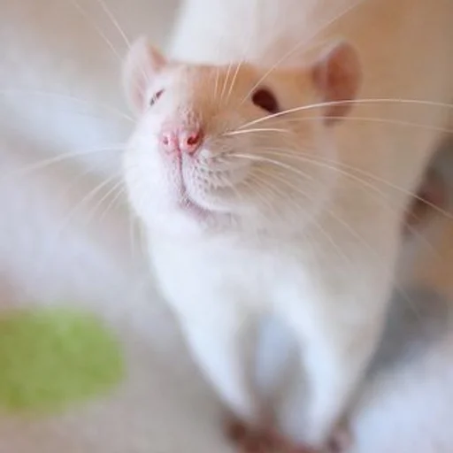 🐀 Стикер «˗ˋˏ ʀᴀᴛs ˎˊ-» для Telegram