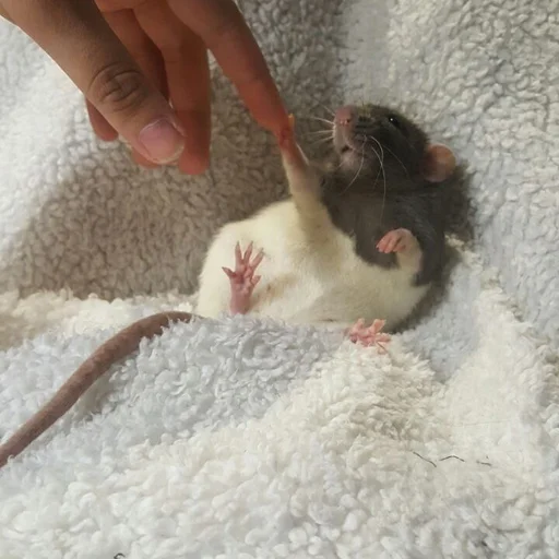 🐀 Стикер «˗ˋˏ ʀᴀᴛs ˎˊ-» для Telegram