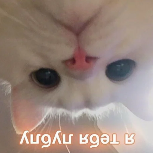 🐈 Стикер «luv» для Telegram