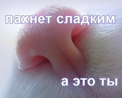 🐱 Стикер «luv» для Telegram