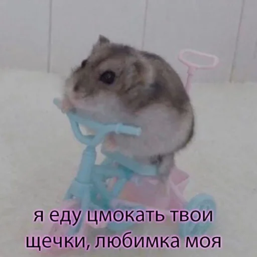 🐹 Стикер «luv» для Telegram
