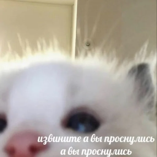 🐱 Стикер «luv» для Telegram