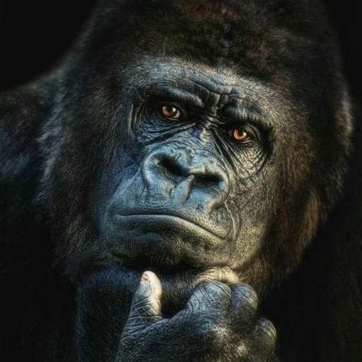 🐵 Стикер «Rudy football» для Telegram