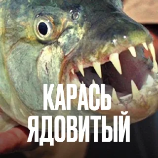 Стикер 23 Креативно Ругаем Студентов