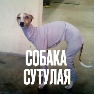 Обложка набора Креативно Ругаем Студентов